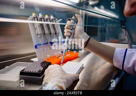 Wissenschaftler stellt Proben von DNA-Fragmenten für die Elektrophorese mit Pipette Stockfoto