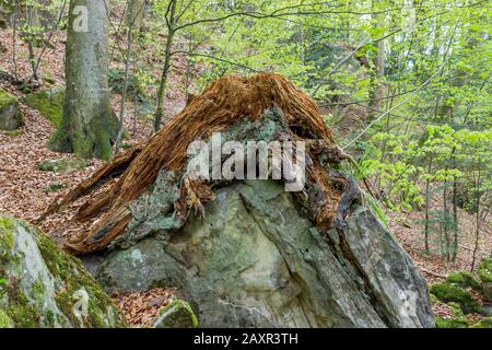 Deutschland, Baden-Württemberg, Murrhardt, verfiel Fichtenstumpf über Felsen im Wald auf dem Riesberg im Naturschutzgebiet Felsenmeer im Schwäbischen Stockfoto