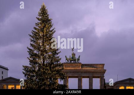 Berlin, festlicher Weihnachtsbaum vor dem Brandenburger Tor, Abenddämmerung Stockfoto