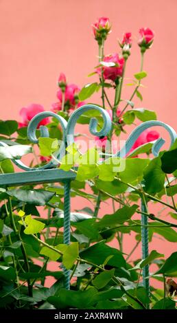 Garten, Geländer, Blume, Belgrad, Serbien Stockfoto