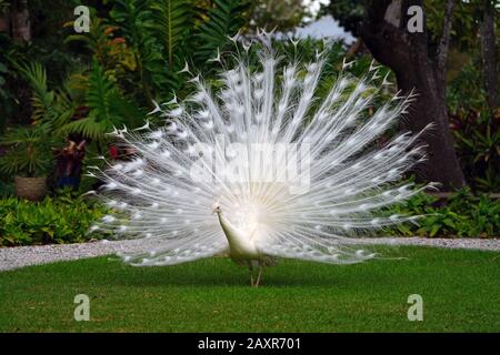 Der weiße Pfauenvogel mit seinen Pflaumenfedern ist vollständig geöffnet Stockfoto