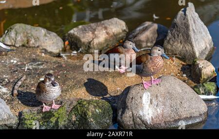 Ringelteal im natürlichen Wald an sonnigen Tagen Stockfoto