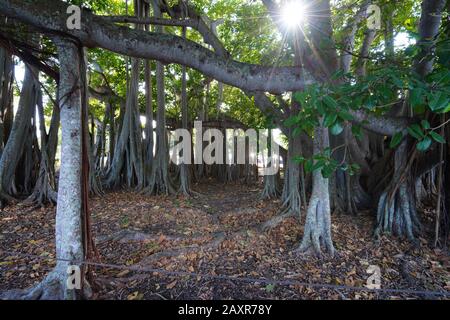 Fort MYERS, FL -30 JAN 2020 - Blick auf die Edison und Ford Winter Estates, ein historisches Museum in Fort Myers, Florida, USA. Stockfoto