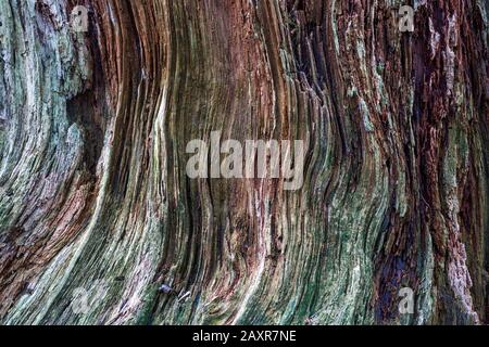 Toter und verwitterter Baumstumpf, Gertelbacher Schlucht, Bühl, Bühlertal, Nordschwarzwald, Schwarzwald, Baden-Württemberg, Deutschland, Europa Stockfoto