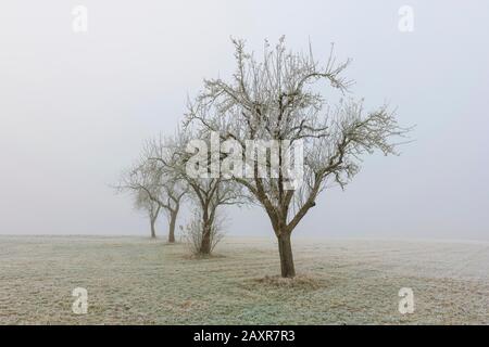 Obstbäume im Nebel, Schwäbische Alb, Baden-Württemberg, Deutschland, Europa Stockfoto