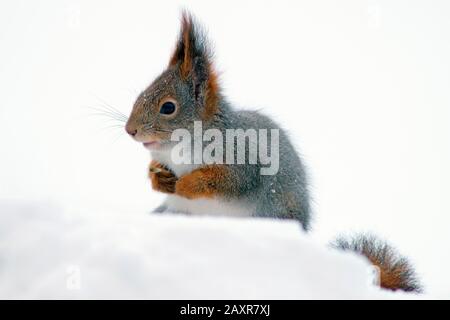 Eurasisches Rothörnchen (Sciurus vulgaris), ernährt sich im Schnee, Kuusamo, Finnland, Europa Stockfoto