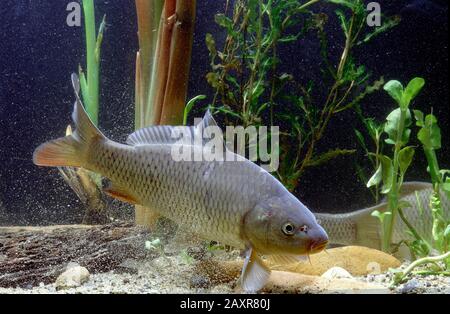 Gewöhnliche Karpfen (Cyprinus carpio), gefangengenommen, Frankreich, Europa Stockfoto