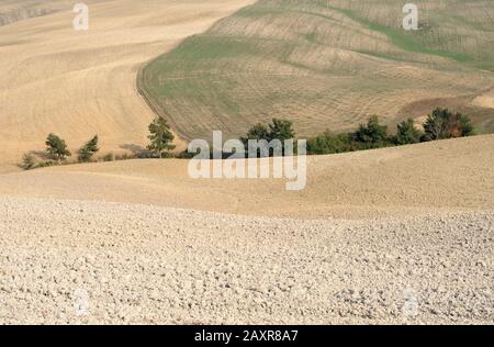 Wellige Felder in verschiedenen Phasen der Vorbereitung auf den Winter in der Toskana, Italien Stockfoto