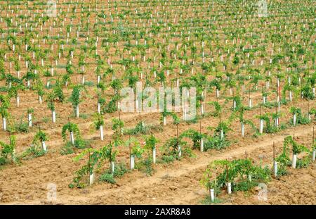 Feld der frisch gepflanzten Weinreben in Chianti, Italien Stockfoto