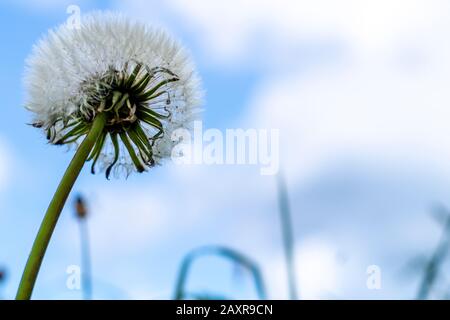 Löwenzahn vor blauem Himmel, Bokeh, Nahaufnahme Stockfoto