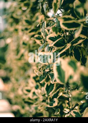 Verschwommene grüne und gelbe Hecke mit nur wenigen Blättern im Fokus. Stockfoto