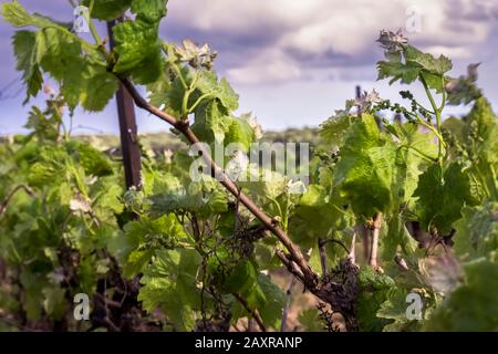 Junge Weinrebe im Frühjahr in Coursan Stockfoto