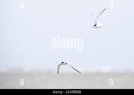 Kleine Tern, Sternula Albifrons, fliegen Stockfoto