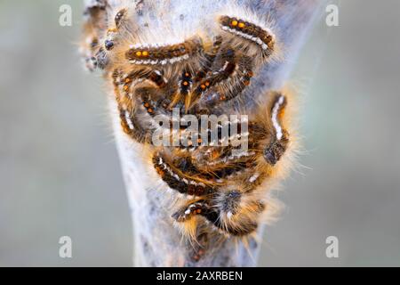Braunschwänzige Raupen, Euproctis chrysorrhoea, gesponnene Wespen Stockfoto