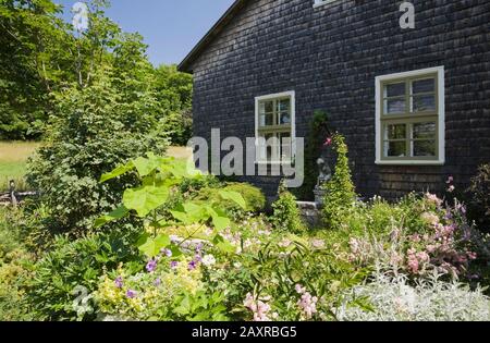 Grenze zu mehrjährigen Blumen, Pflanzen wie Rosa 'The Fairy' - Roses und Paulownia tomentosa - Kaisersteinbruch neben dem Gebäude der alten Zedernschindeln. Stockfoto