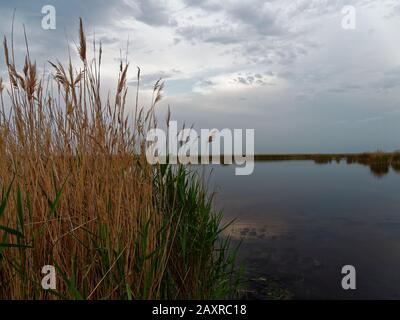 Sturm über den Neusiedler See bei Illmitz im Nationalpark Neusiedler See, burgenland, Österreich Stockfoto