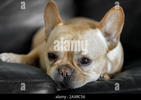 Sleepy French Male Auf Der Couch Stockfoto