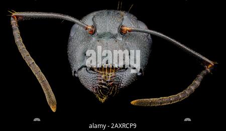 Extremes Makro-Porträt einer schwarzen Ameise Stockfoto