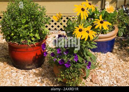 Rote, Terrakotta- und blaue Pflanzmaschinen mit Blumen, darunter violette Petunien, gelbe Rudbeckias - Koneblumen in Zedernmulchrand neben gelbem Haus. Stockfoto