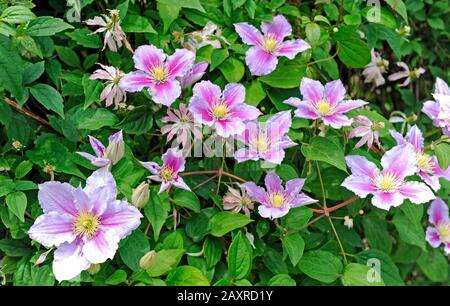 Der blühende Clematis 'Piilu', auch Clematis, an einem Baumstamm als Kletterhilfe im Garten Stockfoto