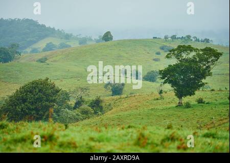 Landschaft, Regenwald, Queensland, Australien, Oceania Stockfoto