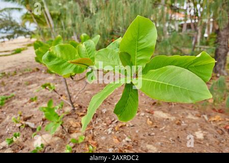 Avocado-Bäume, Persea Americana Mill., Auch Persea Gratissima, am Strand von Clifton Beach im Frühling, Queensland, Australien Stockfoto