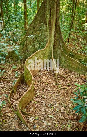 Sequoia, Planchonella australis, im Regenwald, Mary Cairncross Scenic Reserve, Spring, Queensland, Australien Stockfoto