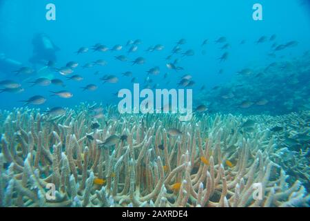 Farbenfrohes Korallenriffe, Korallenmeer, Cairns, Australien Stockfoto