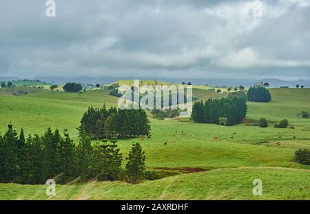 Landschaft, Regenwald, Queensland, Australien, Oceania Stockfoto