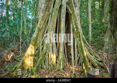 Sequoia, Planchonella australis, im Regenwald, Mary Cairncross Scenic Reserve, Spring, Queensland, Australien Stockfoto