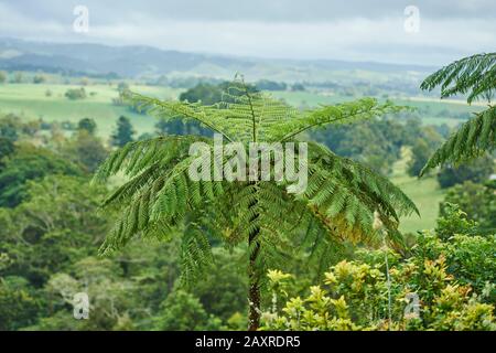 Australischer Baumfarn, Cyathea australis, im Regenwald in der Nähe der Zillie Falls, Queensland, Australien Stockfoto