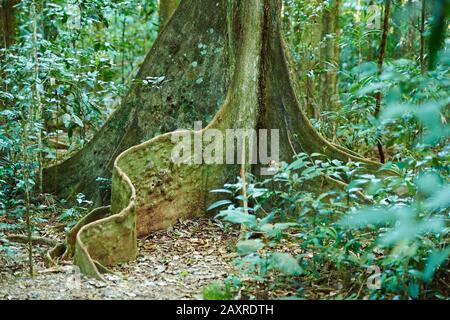 Wurzeln der Sequoia, Planchonella australis, im Regenwald, am Morgen im Mary Cairncross Scenic Reserve, Spring, Queensland, Australien Stockfoto