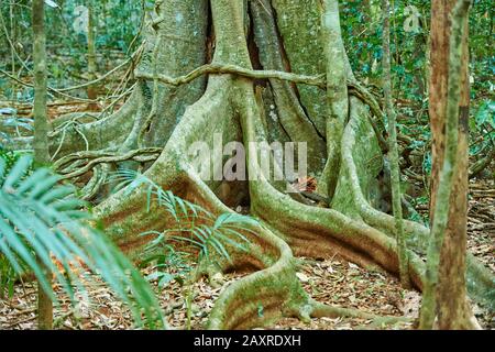 Wurzeln der Sequoia, Planchonella australis, im Regenwald, am Morgen im Mary Cairncross Scenic Reserve, Spring, Queensland, Australien Stockfoto