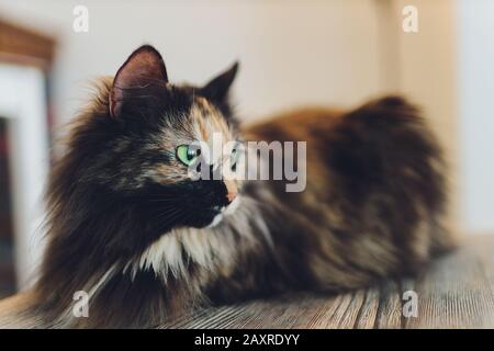 Kätzchen, Ruhekatze auf einem Flor in farbenfrohem Unschärfe-Hintergrund, niedliche lustige Katze aus der Nähe, junge verspielte Katze zu Hause, zuhause, entspannend, ausruhen, spielen auf Stockfoto