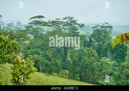 Landschaft, Regenwald, Queensland, Australien, Oceania Stockfoto