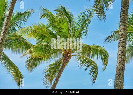 Kokospalmen, Cocos nucifera, am Morgen am Clifton Beach im Frühling, Queensland, Australien Stockfoto