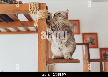 Geflecktes Kätzchen auf der Treppe im Zaun Stockfoto
