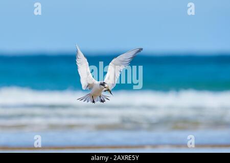 Größerer krebserner Flug, Thalasseus bergii, Wilsons Promontory National Park, Victoria, Australien Stockfoto