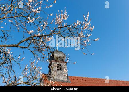 Deutschland, Rheinland-Pfalz, Gleiszellen-Gleishorbach, Mandelbaum vor der St. Dionysius-Kapelle. Stockfoto