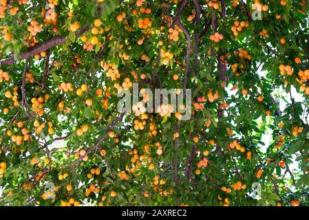 Nahaufnahme eines gelben Pflaumenbaums verzweigt sich schwer mit reifen Früchten. Stockfoto