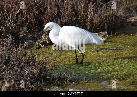 In den algenbedeckten Schächten des Elkhorn Slough, in der Nähe von Watsonville, Kalifornien, weht ein verschneit Egretta thula. Stockfoto