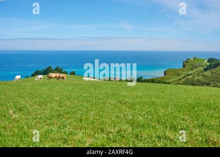 Hausrind (Bos primigenius) steht auf einer Wiese auf dem Jakobsweg, Baskenland Stockfoto