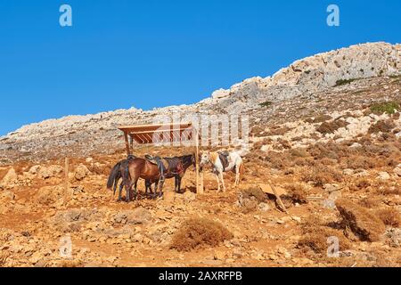 Pferde, Equus ferus caballus, seitlich, stehend, Crete, Griechenland Pferde Stockfoto