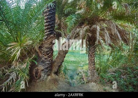 Landschaft vom Palmenstrand an der Lagune von Preveli, Teich, Crete, Griechenland Stockfoto