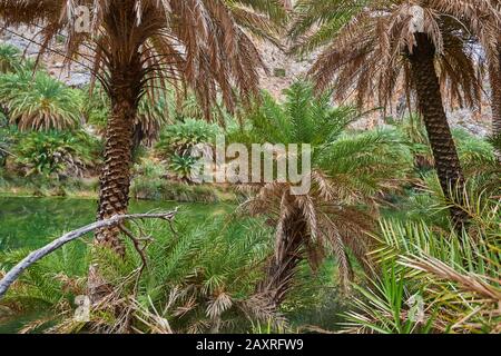 Landschaft vom Palmenstrand an der Lagune von Preveli, Teich, Crete, Griechenland Stockfoto