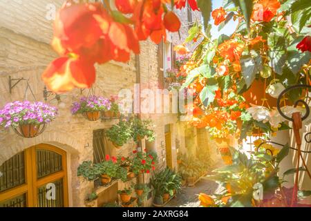 Blumenpracht in Spello, Provinz Perugia, Umbrien, Italien Stockfoto