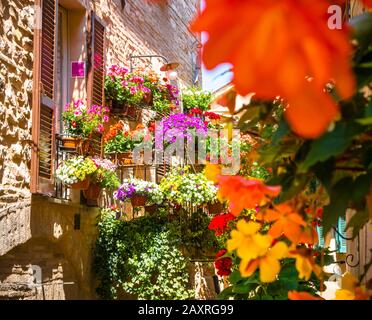 Blumenpracht in Spello, Provinz Perugia, Umbrien, Italien Stockfoto