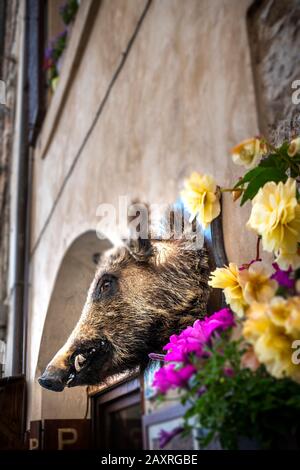 Wildschwein-Trophäe, Spello, Provinz Perugia, Umbrien, Italien Stockfoto