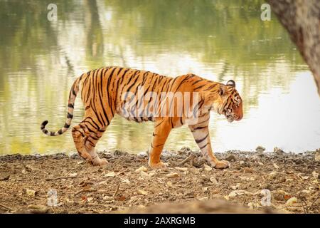 Großes Tiger-Männchen im Naturlebensraum. Tiger läuft während der goldenen Lichtzeit. Tierwelt mit gefährlichem Tier. Heißer Sommer in Indien. Trockenbereich mit Stockfoto