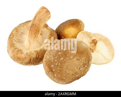 Frische rohe Shiitake-Pilze isoliert auf weißem Hintergrund Stockfoto